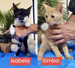zauberhafte junge Katze Isabela sucht ein tolles Zuhause