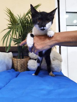 zauberhafte junge Katze Isabela sucht ein tolles Zuhause Bild 2