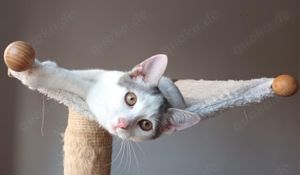 lustige junge Katze Josephine mag Katzen, Kinder und Hunde Bild 4