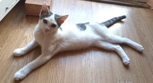 lustige junge Katze Josephine mag Katzen, Kinder und Hunde Bild 5