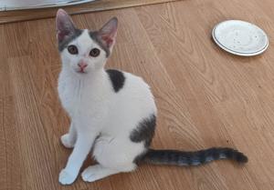 lustige junge Katze Josephine mag Katzen, Kinder und Hunde Bild 3