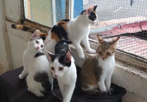 lustige junge Katze Josephine mag Katzen, Kinder und Hunde Bild 2