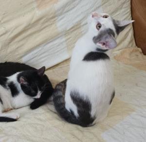 lustige junge Katze Josephine mag Katzen, Kinder und Hunde Bild 6