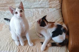 lustige junge Katze Josephine mag Katzen, Kinder und Hunde Bild 7