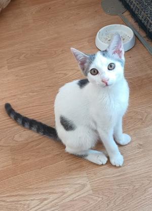 lustige junge Katze Josephine mag Katzen, Kinder und Hunde Bild 8