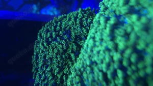 Alveopora grün-blau