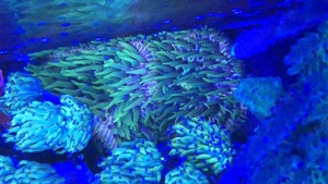 Fungia Multicolor