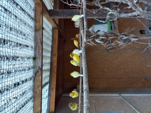 J.Wellensittiche u. mehr  Bild 4