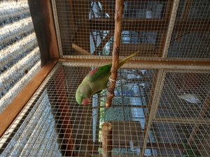 J.Wellensittiche u. mehr  Bild 5