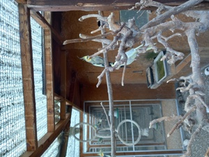 J.Wellensittiche u. mehr  Bild 2