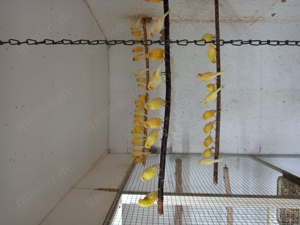 J.Wellensittiche u. mehr  Bild 3