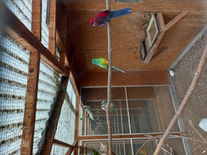 J.Wellensittiche u. mehr  Bild 9