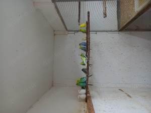 J.Wellensittiche u. mehr  Bild 7