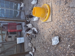 J.Wellensittiche u. mehr  Bild 10