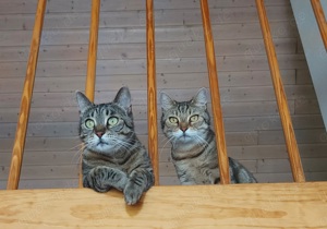   Herzensangelegenheit zwei Schmusekater abzugeben  