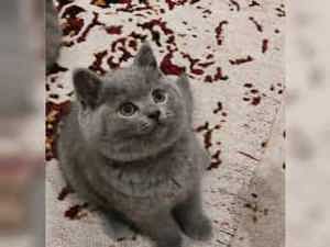 BKH Deckkater mit Stammbaum und mit Erfahrung ! ! ! Bild 8