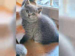 BKH Deckkater mit Stammbaum und mit Erfahrung ! ! ! Bild 7