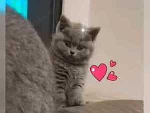 BKH Deckkater mit Stammbaum und mit Erfahrung ! ! ! Bild 6