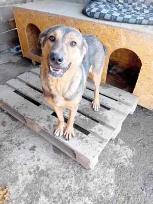 Ehemaliger Kettenhund "Chance" sucht sein Glück Bild 3