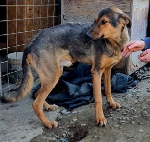 Ehemaliger Kettenhund "Chance" sucht sein Glück Bild 7