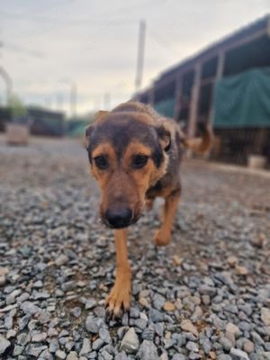 Ehemaliger Kettenhund "Chance" sucht sein Glück Bild 9