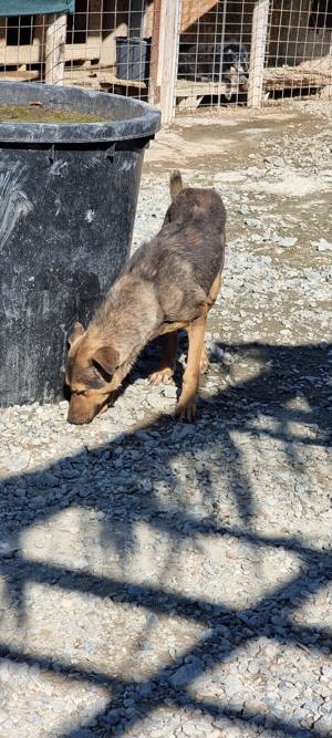 Ehemaliger Kettenhund "Chance" sucht sein Glück Bild 5