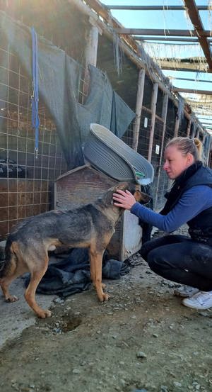 Ehemaliger Kettenhund "Chance" sucht sein Glück Bild 6
