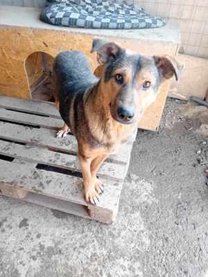 Ehemaliger Kettenhund "Chance" sucht sein Glück Bild 2