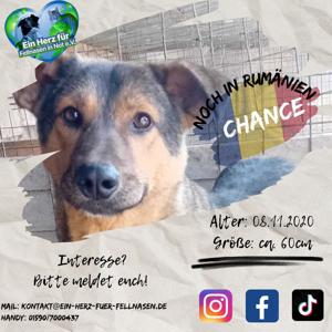 Ehemaliger Kettenhund "Chance" sucht sein Glück