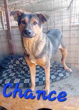 Ehemaliger Kettenhund "Chance" sucht sein Glück Bild 4