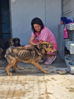 Ehemaliger Kettenhund "Chance" sucht sein Glück Bild 8