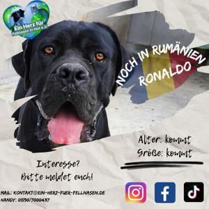 Cane Corso Ronaldo aus dem Tierschutz sucht erfahrene Hände