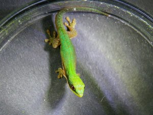 Phelsuma Pusilla Pusilla NZ 2.0.