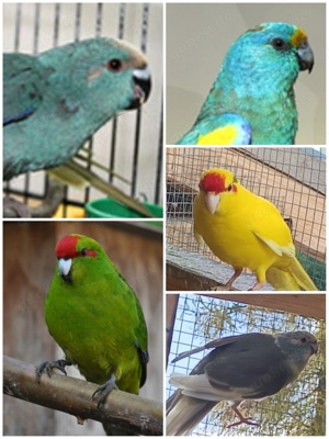 junge Ziegensittiche in verschiedenen Farben