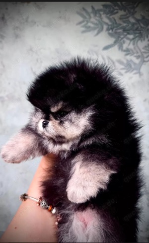pomeranian zwergspitz welpe Mädchen 