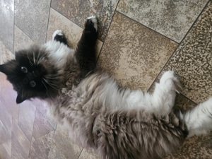 Heilige Birma Deckkater  Bild 3