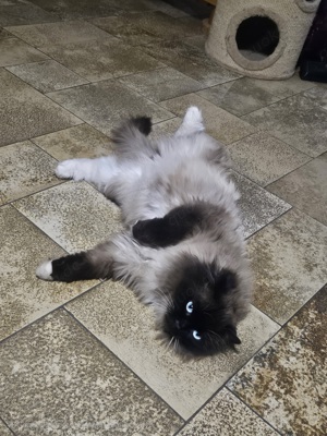 Heilige Birma Deckkater  Bild 2