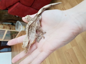 Kronengeckos Adult 2.0, Männchen