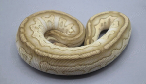 !neuer Preis ! Königspython 0.1 Chocolate Lesser Clown   600g ENZ 2023
