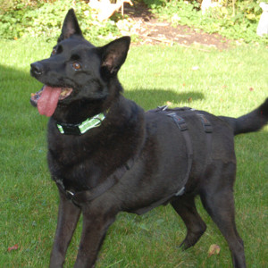 Emilio, 9 Jahre - Mischling - Tierhilfe Franken e.V.