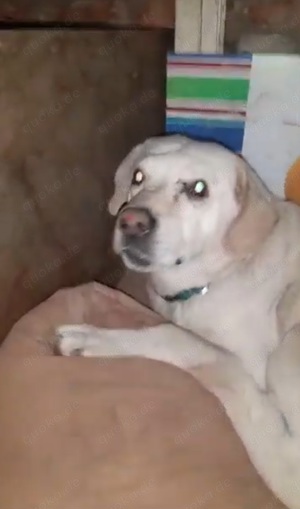 Balou   Ein tapferer Kämpfer auf drei Beinen