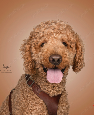 DECKRÜDE Goldendoodle