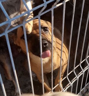 Rüde Pinki - Waschechter Straßenhund will jetzt ins flauschige Körbchen bei dir Bild 2