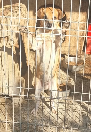 Rüde Pinki - Waschechter Straßenhund will jetzt ins flauschige Körbchen bei dir Bild 9