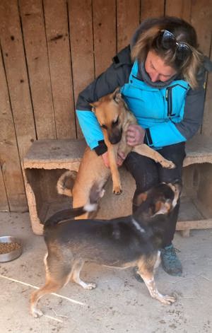 Rüde Pinki - Waschechter Straßenhund will jetzt ins flauschige Körbchen bei dir Bild 5