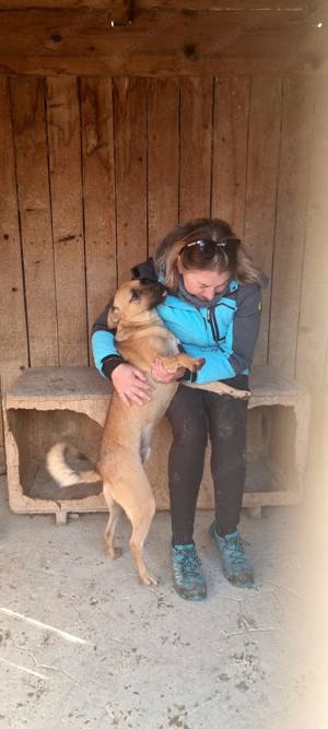 Rüde Pinki - Waschechter Straßenhund will jetzt ins flauschige Körbchen bei dir Bild 3