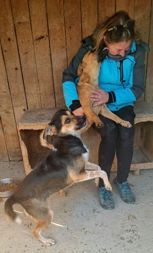 Rüde Pinki - Waschechter Straßenhund will jetzt ins flauschige Körbchen bei dir Bild 6