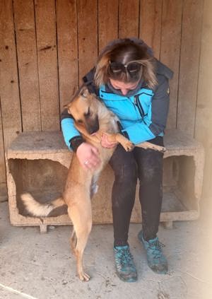Rüde Pinki - Waschechter Straßenhund will jetzt ins flauschige Körbchen bei dir Bild 4