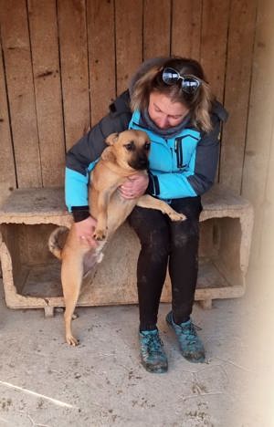 Rüde Pinki - Waschechter Straßenhund will jetzt ins flauschige Körbchen bei dir Bild 7