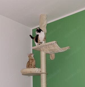 Dusty und Lucy suchen gemeinsam ihre Menschen